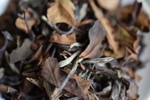 选择困难症的终极难题:白茶到底散茶好还是饼茶好?-白茶之家